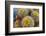 Barrel Cactus in Bloom, Anza-Borrego Desert State Park, Usa-Russ Bishop-Framed Photographic Print