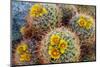 Barrel Cactus in Bloom, Anza-Borrego Desert State Park, Usa-Russ Bishop-Mounted Photographic Print