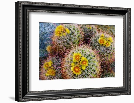 Barrel Cactus in Bloom, Anza-Borrego Desert State Park, Usa-Russ Bishop-Framed Photographic Print