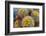 Barrel Cactus in Bloom, Anza-Borrego Desert State Park, Usa-Russ Bishop-Framed Photographic Print