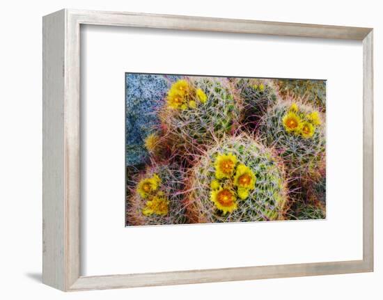 Barrel Cactus in Bloom, Anza-Borrego Desert State Park, Usa-Russ Bishop-Framed Photographic Print