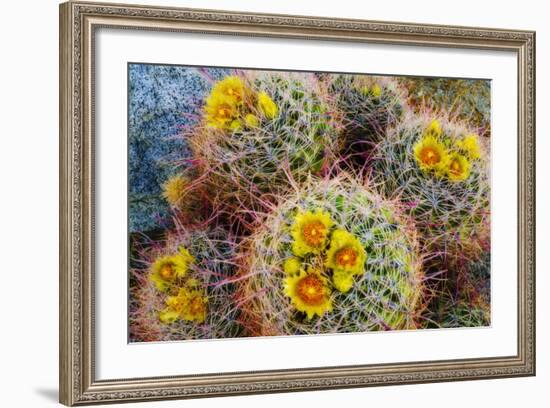 Barrel Cactus in Bloom, Anza-Borrego Desert State Park, Usa-Russ Bishop-Framed Photographic Print