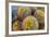 Barrel Cactus in Bloom, Anza-Borrego Desert State Park, Usa-Russ Bishop-Framed Photographic Print