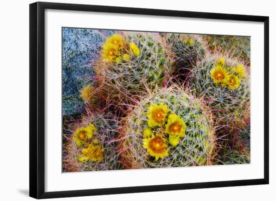 Barrel Cactus in Bloom, Anza-Borrego Desert State Park, Usa-Russ Bishop-Framed Photographic Print