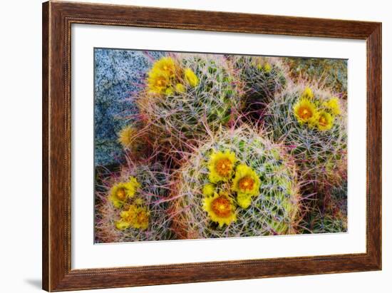 Barrel Cactus in Bloom, Anza-Borrego Desert State Park, Usa-Russ Bishop-Framed Photographic Print
