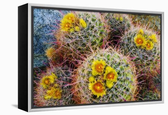 Barrel Cactus in Bloom, Anza-Borrego Desert State Park, Usa-Russ Bishop-Framed Premier Image Canvas