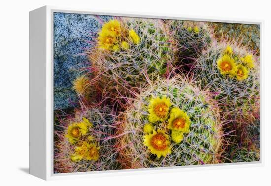 Barrel Cactus in Bloom, Anza-Borrego Desert State Park, Usa-Russ Bishop-Framed Premier Image Canvas