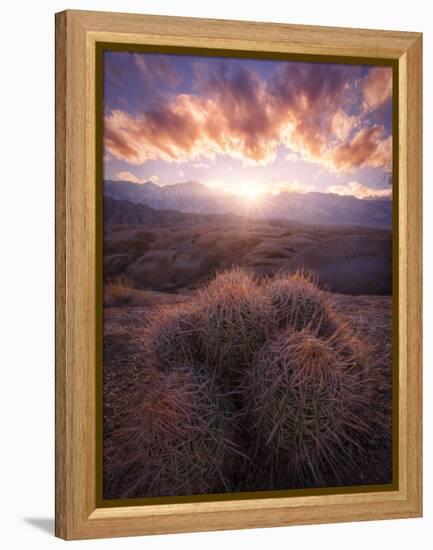 Barrel Cactus in the Alabama Hills at Sunset-Miles Morgan-Framed Premier Image Canvas