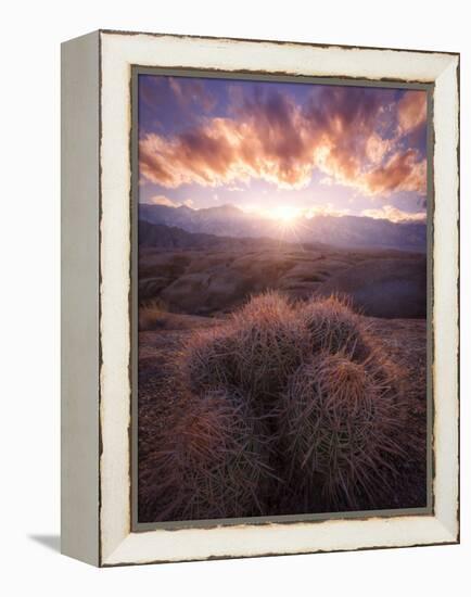 Barrel Cactus in the Alabama Hills at Sunset-Miles Morgan-Framed Premier Image Canvas