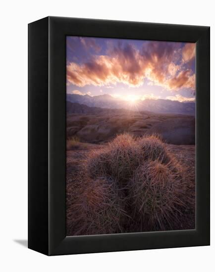 Barrel Cactus in the Alabama Hills at Sunset-Miles Morgan-Framed Premier Image Canvas