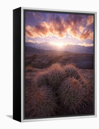 Barrel Cactus in the Alabama Hills at Sunset-Miles Morgan-Framed Premier Image Canvas