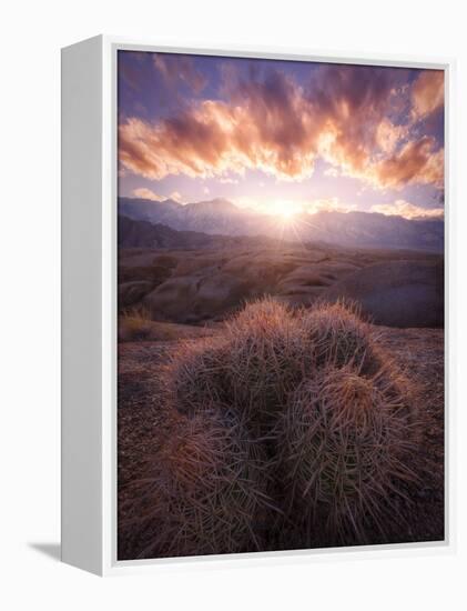 Barrel Cactus in the Alabama Hills at Sunset-Miles Morgan-Framed Premier Image Canvas