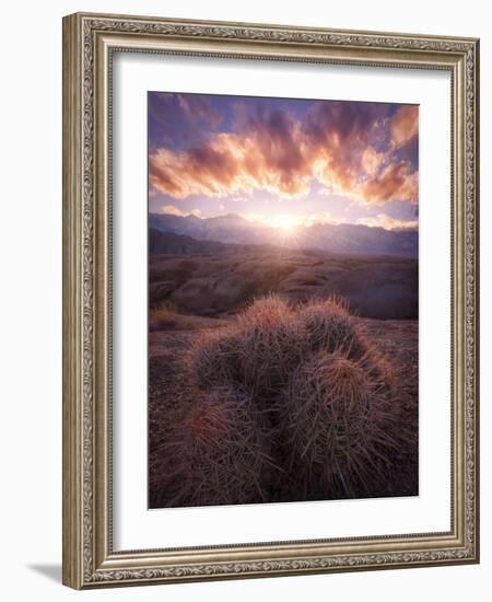 Barrel Cactus in the Alabama Hills at Sunset-Miles Morgan-Framed Photographic Print