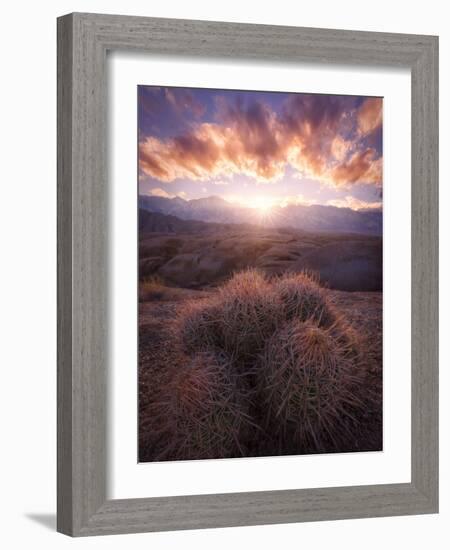 Barrel Cactus in the Alabama Hills at Sunset-Miles Morgan-Framed Photographic Print
