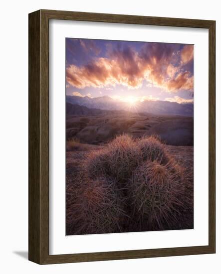 Barrel Cactus in the Alabama Hills at Sunset-Miles Morgan-Framed Photographic Print