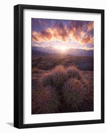 Barrel Cactus in the Alabama Hills at Sunset-Miles Morgan-Framed Photographic Print