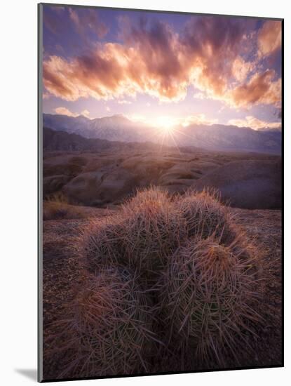 Barrel Cactus in the Alabama Hills at Sunset-Miles Morgan-Mounted Photographic Print