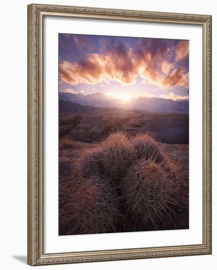 Barrel Cactus in the Alabama Hills at Sunset-Miles Morgan-Framed Photographic Print