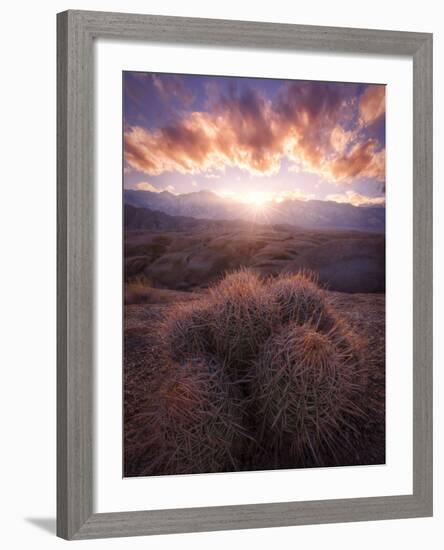 Barrel Cactus in the Alabama Hills at Sunset-Miles Morgan-Framed Photographic Print