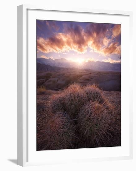 Barrel Cactus in the Alabama Hills at Sunset-Miles Morgan-Framed Photographic Print