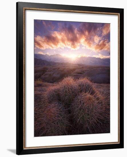 Barrel Cactus in the Alabama Hills at Sunset-Miles Morgan-Framed Photographic Print