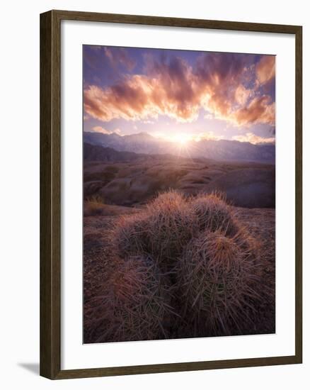 Barrel Cactus in the Alabama Hills at Sunset-Miles Morgan-Framed Photographic Print