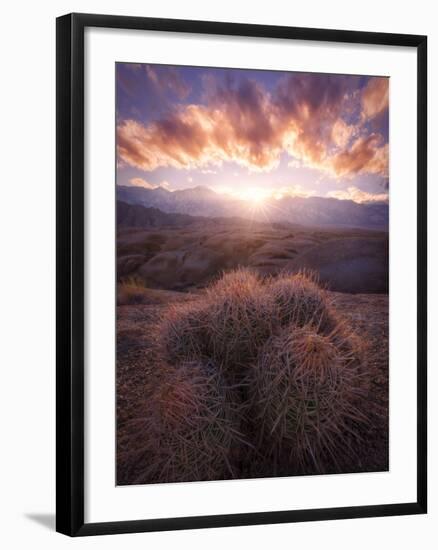 Barrel Cactus in the Alabama Hills at Sunset-Miles Morgan-Framed Photographic Print