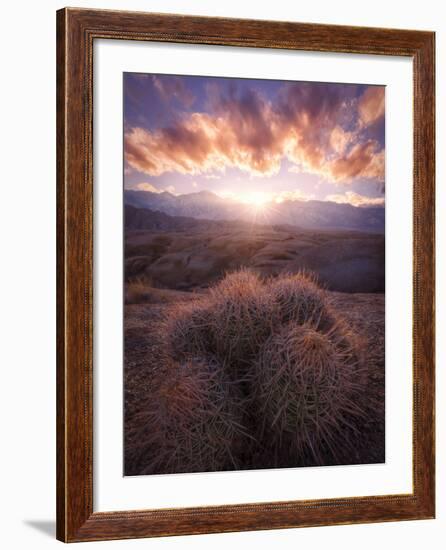 Barrel Cactus in the Alabama Hills at Sunset-Miles Morgan-Framed Photographic Print