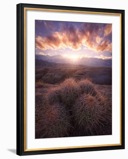 Barrel Cactus in the Alabama Hills at Sunset-Miles Morgan-Framed Photographic Print