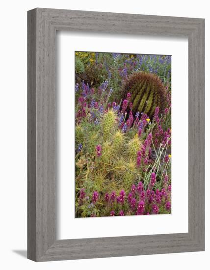 Barrel Cactus, Saguaro National Park,-Art Wolfe-Framed Photographic Print