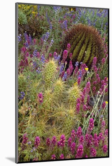 Barrel Cactus, Saguaro National Park,-Art Wolfe-Mounted Photographic Print