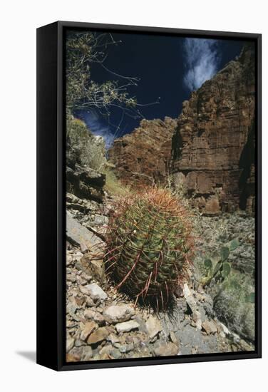 Barrel Cactus-Doug Allan-Framed Premier Image Canvas