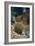 Barrel Cactus-Doug Allan-Framed Photographic Print