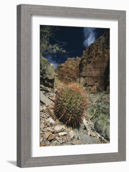 Barrel Cactus-Doug Allan-Framed Photographic Print