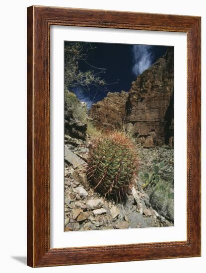 Barrel Cactus-Doug Allan-Framed Photographic Print