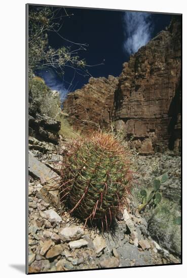 Barrel Cactus-Doug Allan-Mounted Photographic Print