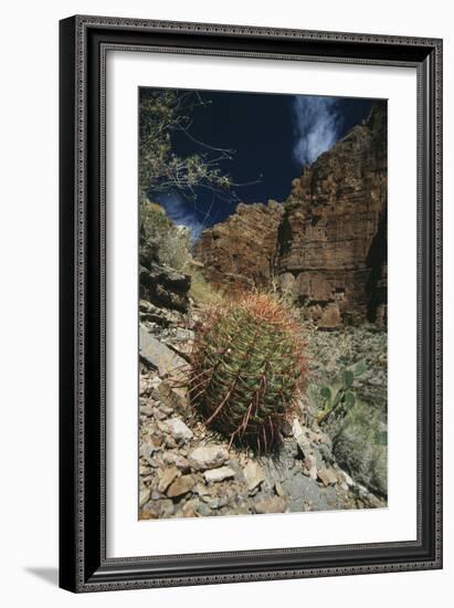 Barrel Cactus-Doug Allan-Framed Photographic Print