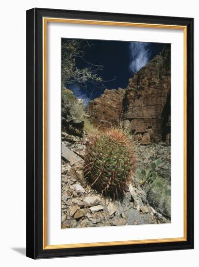 Barrel Cactus-Doug Allan-Framed Photographic Print