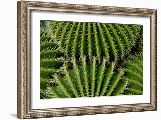 Barrel Cactus-Charles Bowman-Framed Photographic Print