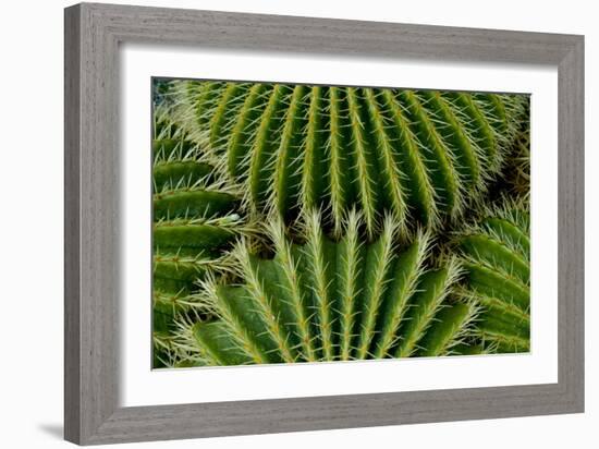 Barrel Cactus-Charles Bowman-Framed Photographic Print