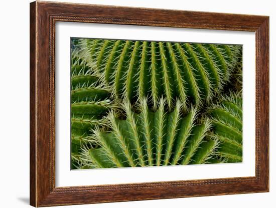 Barrel Cactus-Charles Bowman-Framed Photographic Print