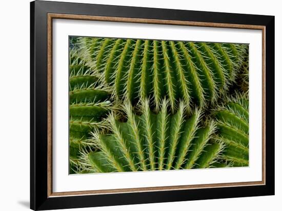 Barrel Cactus-Charles Bowman-Framed Photographic Print