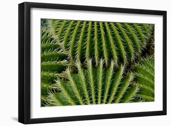 Barrel Cactus-Charles Bowman-Framed Photographic Print