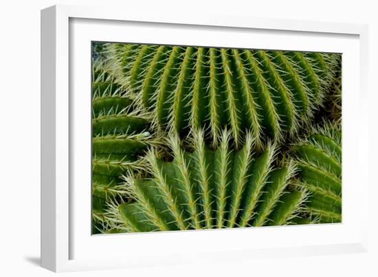 Barrel Cactus-Charles Bowman-Framed Photographic Print