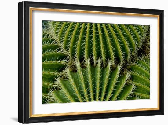 Barrel Cactus-Charles Bowman-Framed Photographic Print