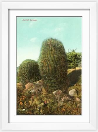 Cactus & Cacti Vintage Photography Wall Art: Prints, Paintings & Posters |  Art.com