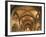 Barrel Vaults, Church of San Lorenzo, Trento, Trentino- Alto Adige, Italy, 12th Century-null-Framed Giclee Print