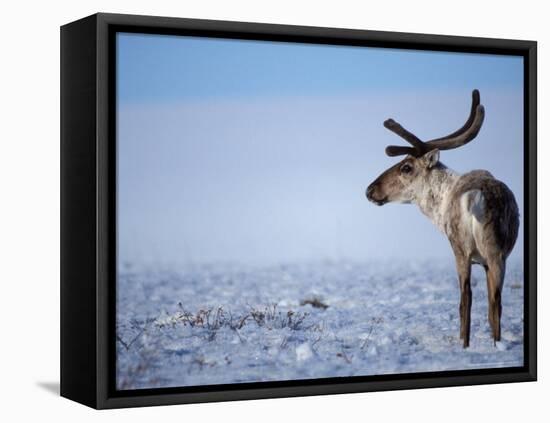 Barren Ground Caribou, Arctic National Wildlife Refuge, Alaska, USA-Steve Kazlowski-Framed Premier Image Canvas