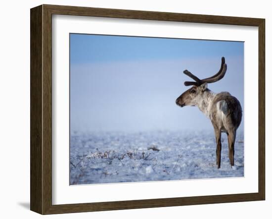 Barren Ground Caribou, Arctic National Wildlife Refuge, Alaska, USA-Steve Kazlowski-Framed Photographic Print