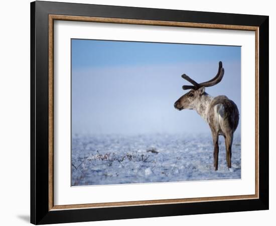 Barren Ground Caribou, Arctic National Wildlife Refuge, Alaska, USA-Steve Kazlowski-Framed Photographic Print